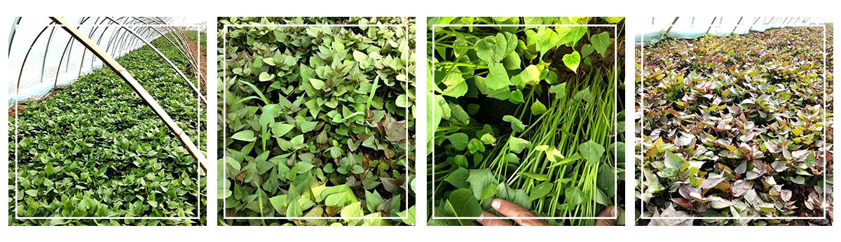 汶上縣祥順農業(yè)開(kāi)發(fā)有限公司