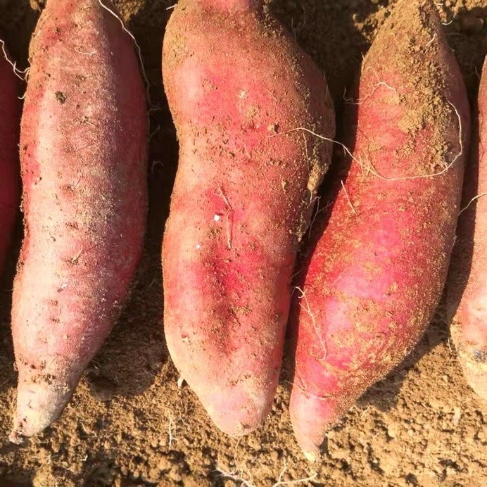 如何挑選種薯？